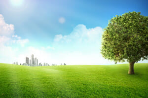 sunny day, field and tree