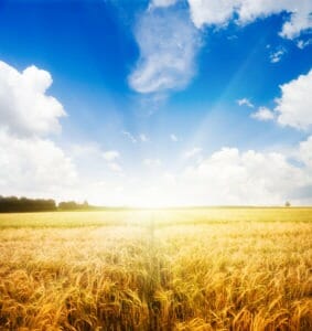 wheat field